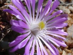 Ebracteola fulleri flower shining at ground level